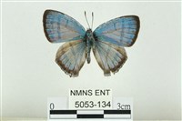 藏品(夸父璀灰蝶)的圖片