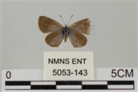 藏品(藍灰蝶沖繩亞種)的圖片