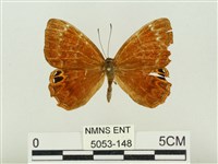 藏品(白點褐蜆蝶)的圖片