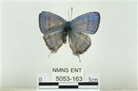 藏品(夸父璀灰蝶)的圖片