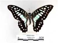 藏品(木蘭青鳳蝶)的圖片