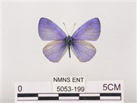 藏品(嫵琉灰蝶)的圖片