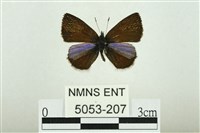 藏品(巒大鋸灰蝶)的圖片