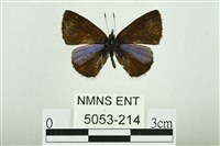 藏品(巒大鋸灰蝶)的圖片