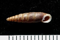 藏品(文德煙管蝸牛)的圖片