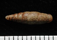 藏品(文德煙管蝸牛)的圖片