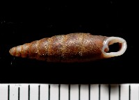 藏品(文德煙管蝸牛)的圖片