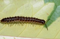 藏品(寬腹馬陸)的圖片