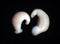 藏品(未知種舌蛭)的圖片