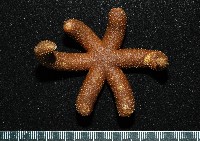 藏品(呂宋棘海星)的圖片