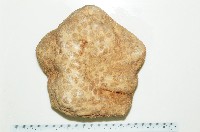 藏品(麵包海星(饅頭海星))的圖片