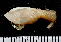 藏品(大肚遠鎧茗荷)的圖片