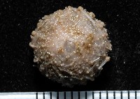 藏品(單列三角頭帕)的圖片