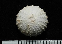 藏品(單列三角頭帕)的圖片