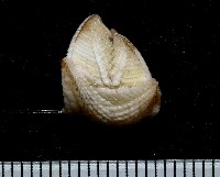 藏品(船型高花籠)的圖片