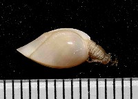 藏品(巨雕茗荷)的圖片