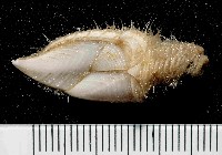 藏品(多毛三角鎧茗荷)的圖片