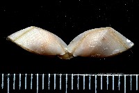 藏品(平滑大茗荷)的圖片