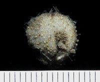 藏品(小葫蘆海膽)的圖片