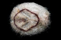 藏品(未知種高星海膽)的圖片