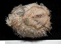 藏品(未知種高星海膽)的圖片