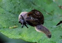 藏品(小玉蝸牛)的圖片