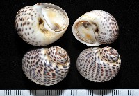 藏品(豹斑玉螺)的圖片