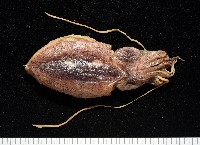 藏品(越南烏賊)的圖片