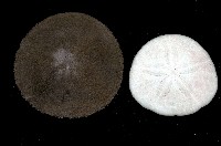 藏品(盾形網溝海膽)的圖片