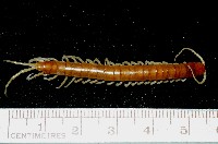 藏品(短棘盲蜈蚣)的圖片