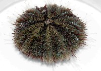 藏品(馬糞海膽)的圖片