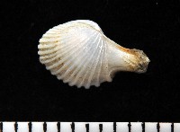 藏品(相模灣杓蛤)的圖片