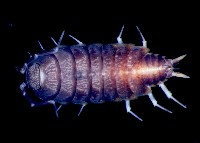 藏品(未知種臘鼠婦)的圖片