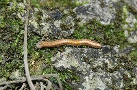 藏品(畏光側山蛩)的圖片