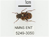 藏品(叉斑陷紋金龜)的圖片