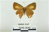 藏品(渡氏烏灰蝶)的圖片