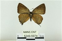 藏品(霓彩燕灰蝶)的圖片