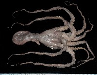 藏品(臺灣小孔蛸)的圖片