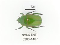 藏品(小扇角金龜)的圖片