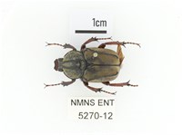 藏品(臺灣角金龜)的圖片