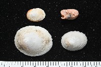 藏品(尖頂梳齒笠螺)的圖片