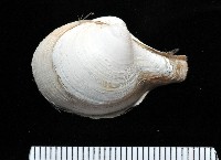 藏品(太平洋深淵杓蛤)的圖片