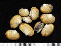 藏品(豌豆蛤之一種)的圖片