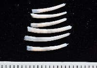 藏品(槙山象牙貝)的圖片