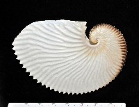 藏品(扁船蛸)的圖片