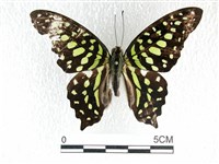 藏品(翠斑青鳳蝶)的圖片