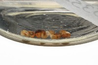 藏品(微小扁釘螺)的圖片