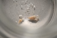 藏品(閃紋糟糠螺)的圖片