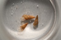 藏品(閃紋糟糠螺)的圖片