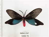 藏品(重陽木螢斑蛾)的圖片